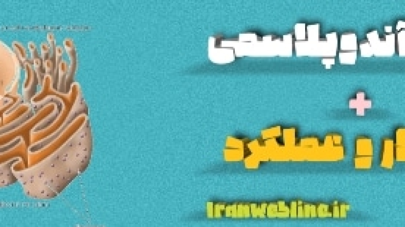 شبکه آندوپلاسمی: ساختار و عملکرد