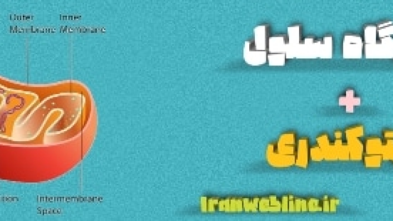 میتوکندری