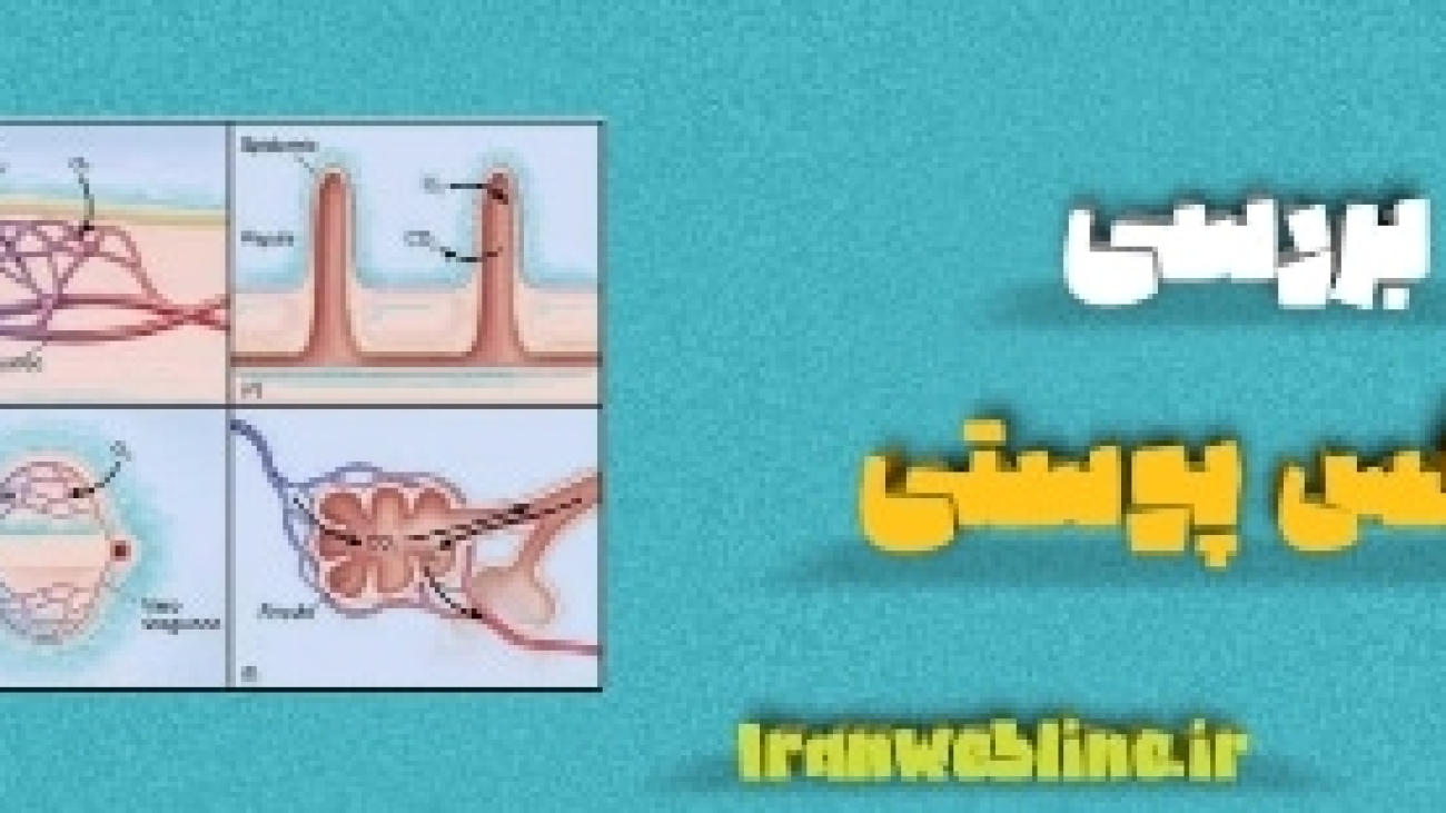 تنفس پوستی