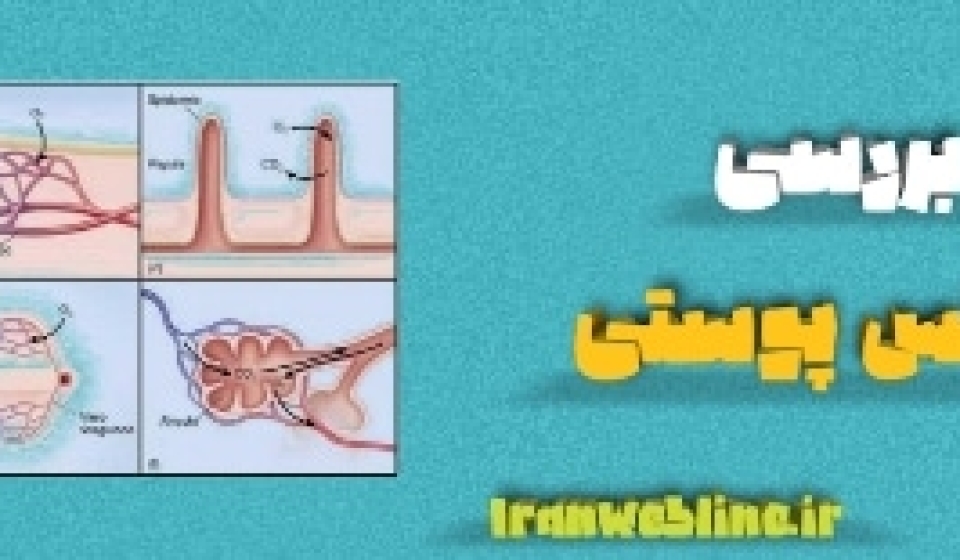 تنفس پوستی