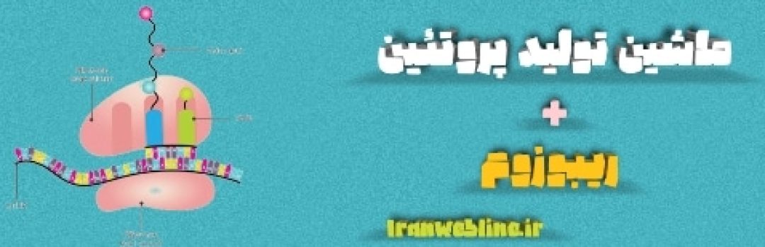 ریبوزوم