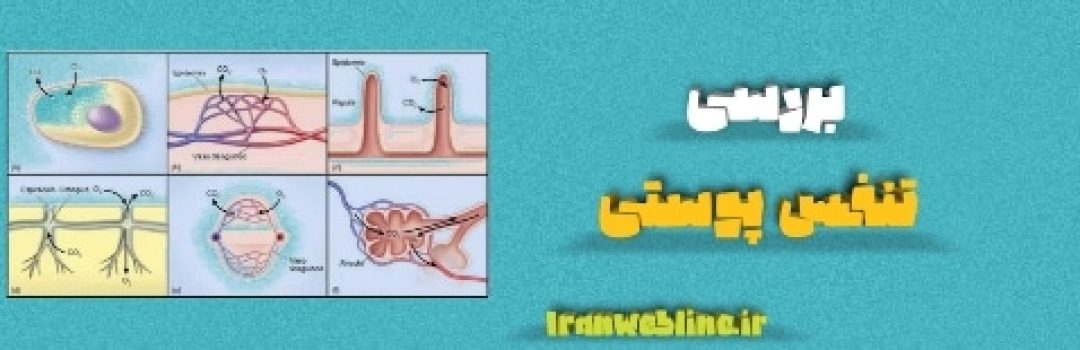 تنفس پوستی